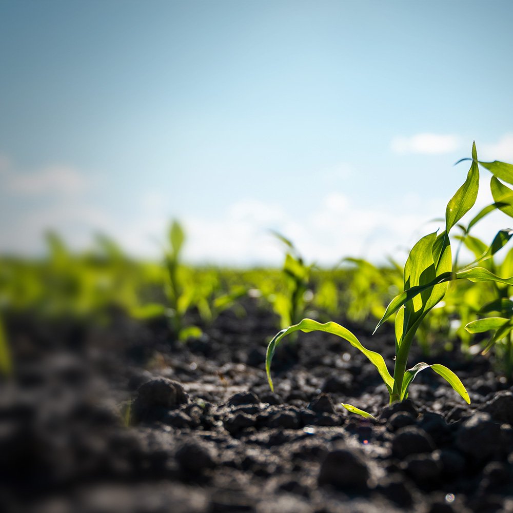 Junge Pflanzen auf einem Feld