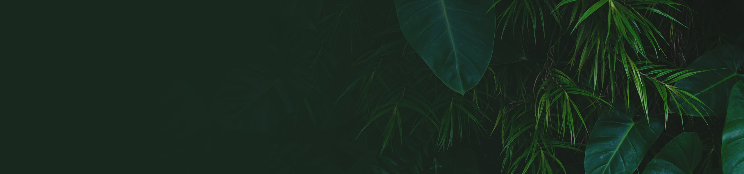 Grünpflanzen in dunklem Ton