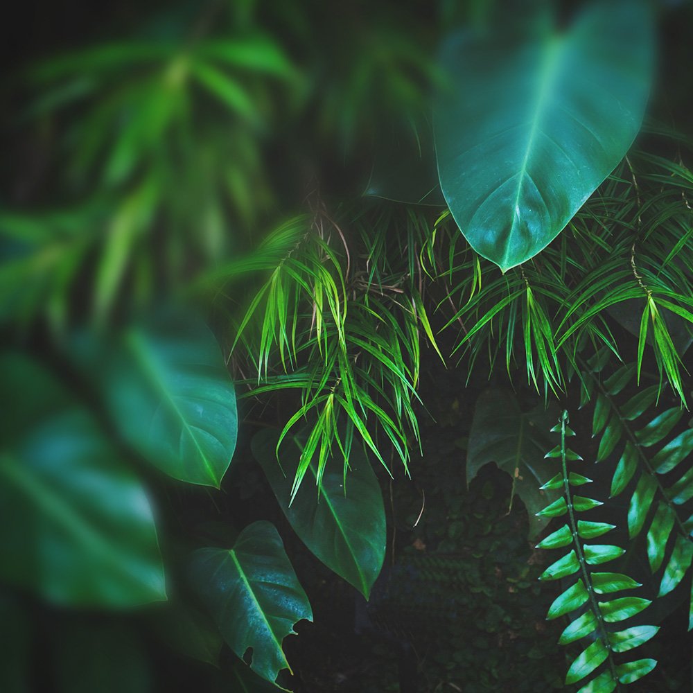 Grünpflanzen in dunklem Ton