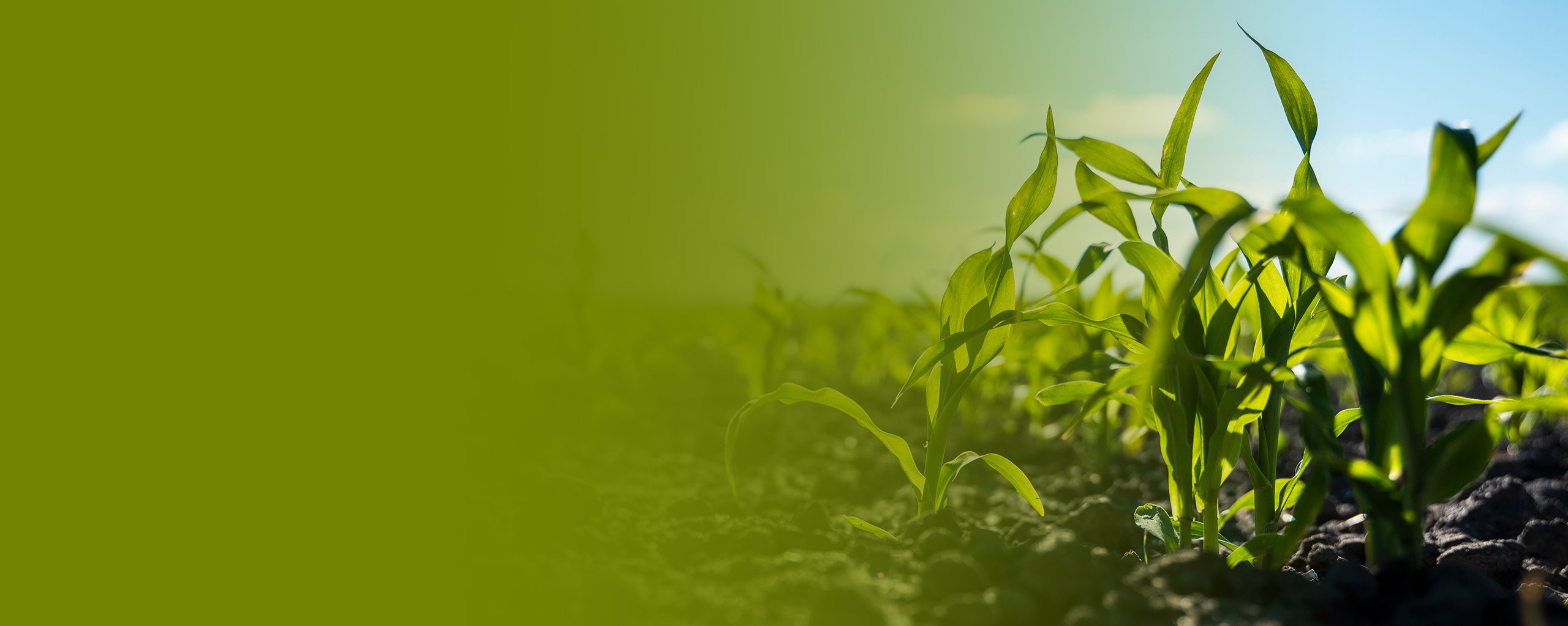 Junge Pflanzen auf einem Feld