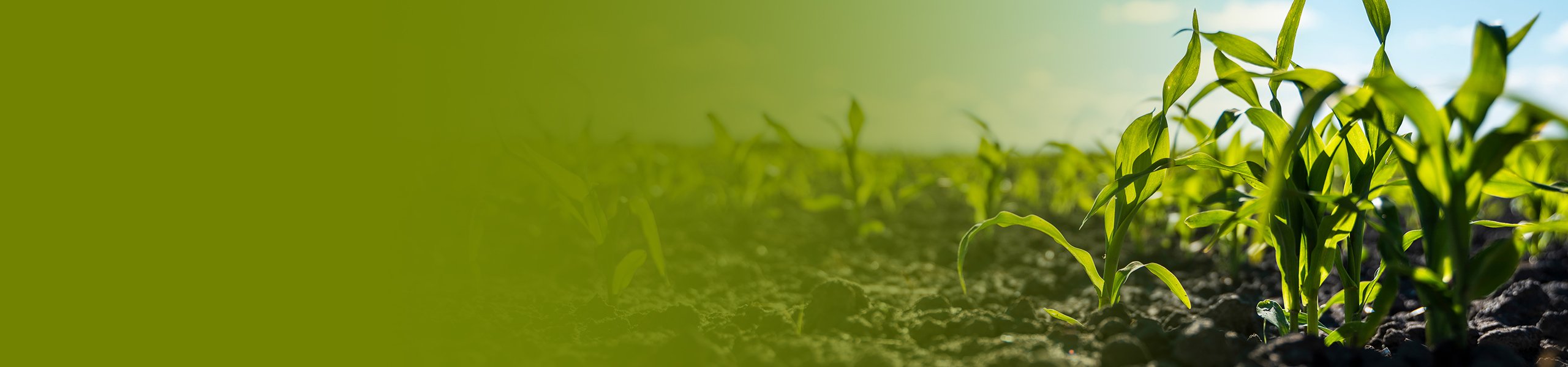 Junge Pflanzen auf einem Feld